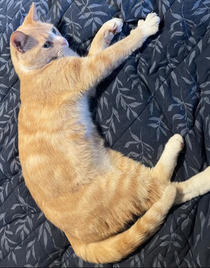 Learn More About this Cat 211a1edb 21ed 4a8c 8511 bad5d9a89733