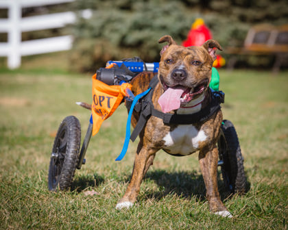 View Tony Hawk the Dog Photo #2