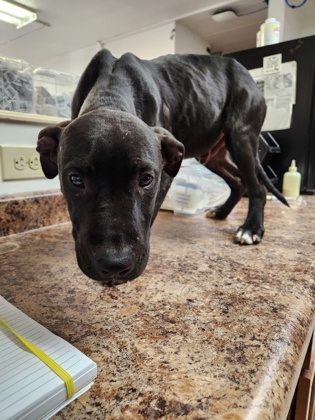 Learn More About this Dog 25e7a1f9 d729 41fd adb7 3ba3270452cc