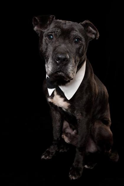 View Elmer the Dog Photo #1