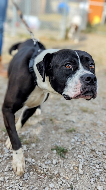 View Diesel the Dog Photo #3