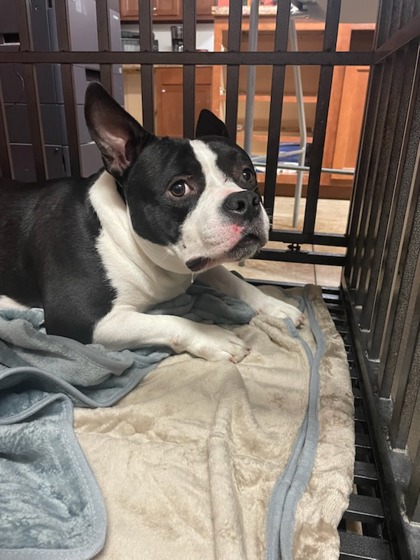 Learn More About this Dog 2e3cd124 37b3 4149 b865 4841978b16da