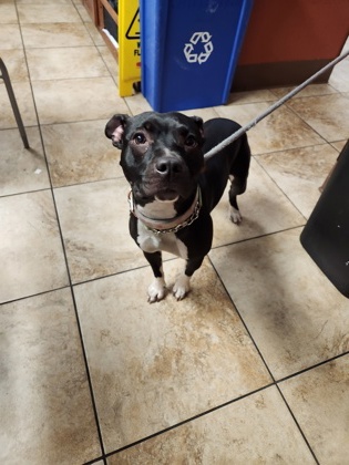 Learn More About this Dog 30ba7932 3c49 4310 9548 c01499690bc3