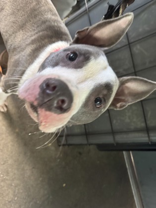 Learn More About this Dog 31db7c8f 09e1 4762 8ac3 1211636022da