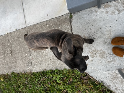 Learn More About this Dog 32c40471 38b8 4b93 9a6f 3c68bfbbe2aa