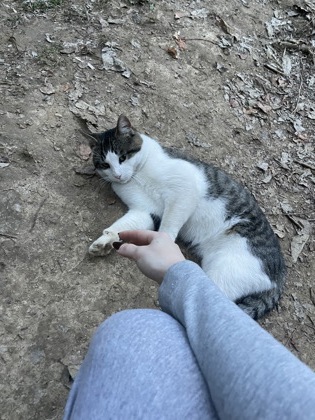 Learn More About this Cat 33405005 0c36 4d37 a12c 21167ef7a36e