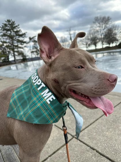 View Dega the Dog Photo #1