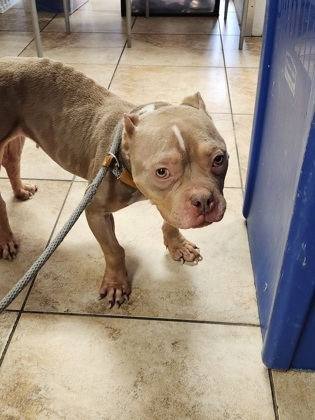 Learn More About this Dog 39eae693 110d 4821 9188 e063c8521e46