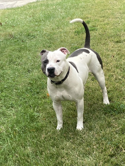 Learn More About this Dog 45754c25 3b61 46a5 bb1e 0fb8f9e72405