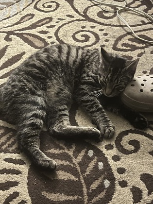 Learn More About this Cat 4697bc01 f651 4746 ae4f a9a4a37c47b4