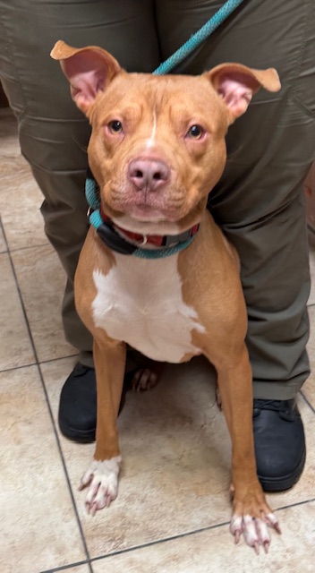 Learn More About this Dog 475a504a 22e0 439a b823 922a5f4eb088