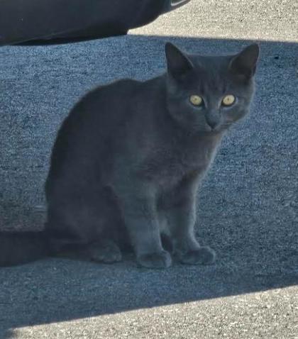 Learn More About this Cat 4916b1d3 a4e0 433d b45a 053adb7e101e