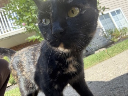 Learn More About this Cat 4bfcee5c dd24 46f2 a4a7 f1436daa2e70