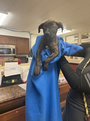 Learn More About this Dog 4f8100b5 5755 41f1 b264 892bdf4db553