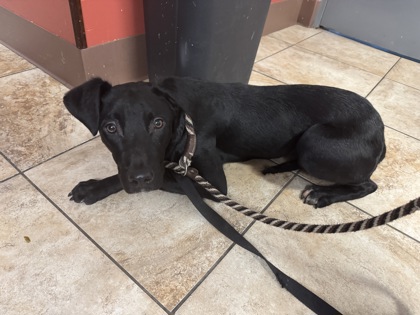 Learn More About this Dog 502c6e4a ed9e 490c 94b9 f66c8c303b66