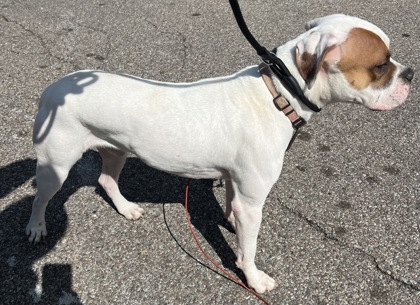 View Farro the Dog Photo #2