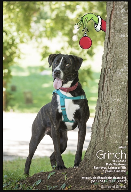 View Grinch the Dog Photo #1