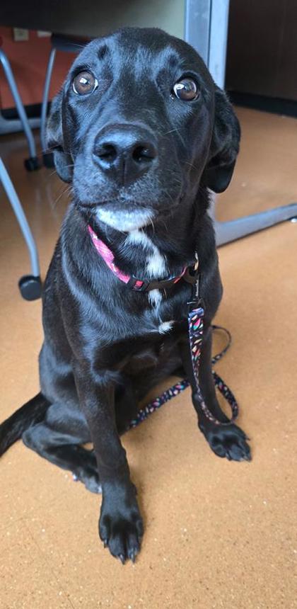 Learn More About this Dog 5876cce4 d6eb 442c 8bf8 ee4bad5d4e8e