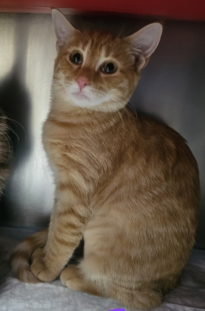 58a203a2 fb3f 4932 929b 53efb9fd5e38