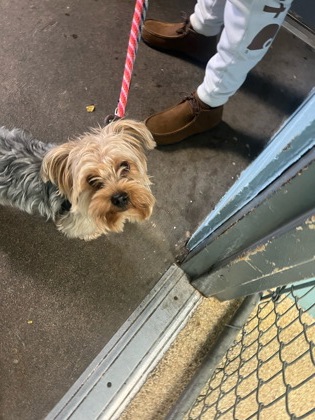 Learn More About this Dog 59f544a0 4619 45aa 97b3 11b77b562afd