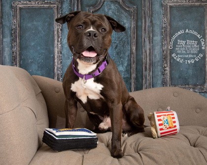 View Itty Bitty the Dog Photo #3