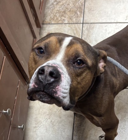 Learn More About this Dog 5f0fbf28 df87 48b6 a74c 782e151ba971