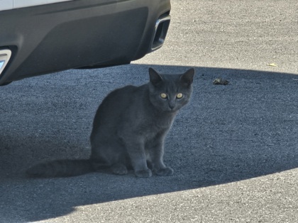 Learn More About this Cat 5f921539 9ebe 400b 9697 463a1f78d1b2