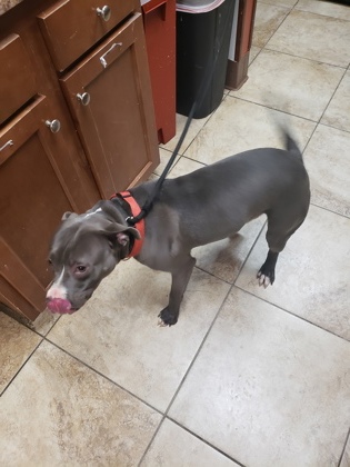 View Aries the Dog Photo #2