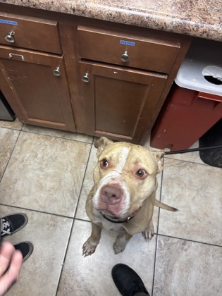 Learn More About this Dog 66b98649 cc33 41ef 8b06 3af1154883b8