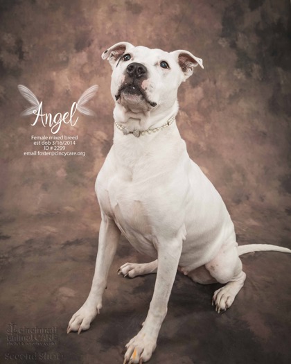 View Sonny Angel the Dog Photo #2