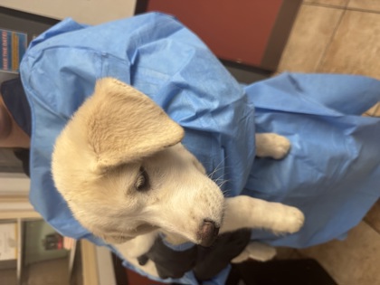 Learn More About this Dog 6cccec88 a902 4631 9807 547de1adc5ae