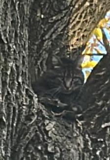 Learn More About this Cat 6e46ba79 9d38 425a ab40 7fc78a99cd42