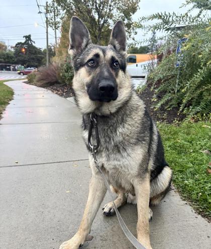 Learn More About this Dog 6f4ae87b c349 4d37 a530 b1ae8e259f47