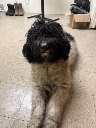 Learn More About this Dog 7176ca55 d46e 4412 baca 7f5413bacd19