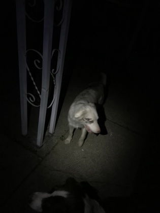 View Found Dog Photo #2
