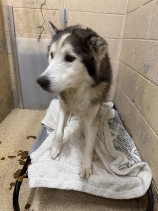 Learn More About this Dog 767ed142 5ab4 410f ab69 a5dae661f74d