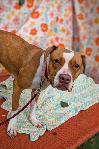 View Bethany the Dog Photo #2