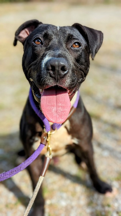 View Barqs Root Beer the Dog Photo #2