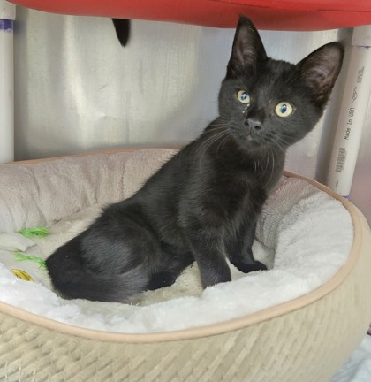 7d463672 a82d 402e 9447 e8ec0ca02a53