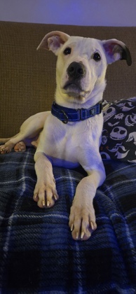 View Diesel the Dog Photo #2