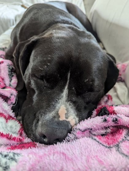 View Bieber the Dog Photo #1