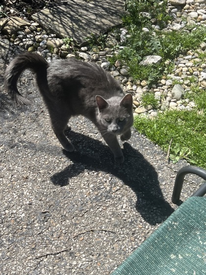 View Found Cat Photo #1