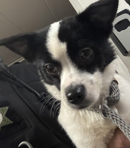 Learn More About this Dog 88519cd3 30ed 4c18 9038 f7d351c7361c