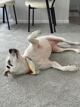 View Sonny Angel the Dog Photo #1