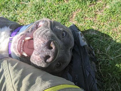 View Hummer the Dog Photo #2
