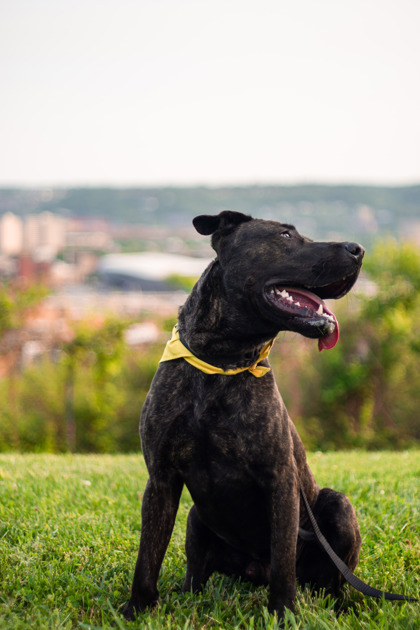 View Stance the Dog Photo #2