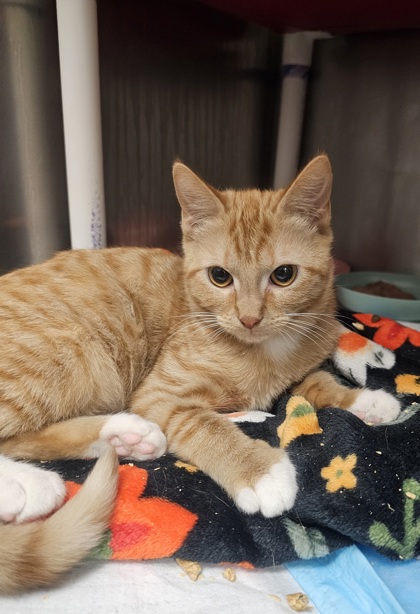 93a238dc 0d44 4e17 ad80 241542ee4c3e