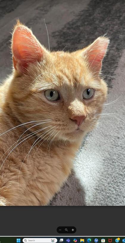 Learn More About this Cat 95cf8739 f77a 428b 83ec 684720e5109d