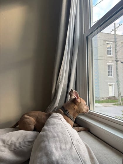 View Compton the Dog Photo #1