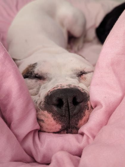 View Little Mama the Dog Photo #2